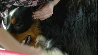 bernese mountain dog being groomed dog groomer with