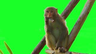 Monkey  4K Green Screen - Live Action