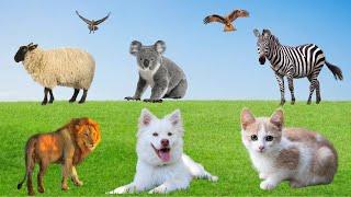 funny animals video; farm animals compilation, cat, dog, pig, sheep, lion,animals moment and sounds