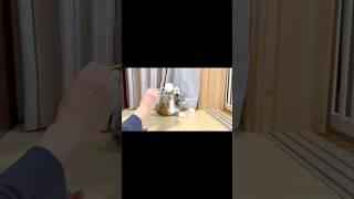 [Short] Scottish Fold kitten playing with Dad when he comes home. Elle video No.S287