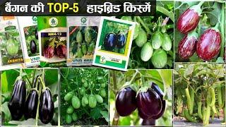 बैंगन की खेती | Top 5 hybrid variety | baigan ki kheti kaise karen | hybrid kismen