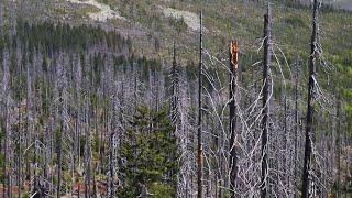 Größtes Lebewesen der Welt frisst sich durch Oregon