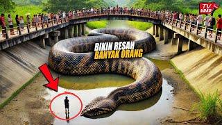 Sering Teror Warga!! Akhirnya Ular Raksasa Penghuni Jembatan  Ini Tertangkap Saat Sungai Kering...