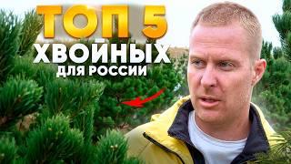 5 Самых Популярных Хвойных в Садовых Центрах России