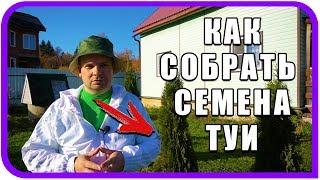 Туя западная из семян в домашних условиях. Как собирать семена туи.