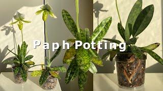 Repotting Paphiopedilum Orchids 