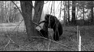 Спас лосенка от голодного медведя, но он вернется. Тайга выживают сильнейшие.  Преследую медведя.