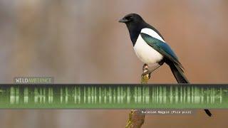 Eurasian Magpie Call & Sounds