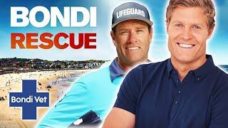 Bondi Vet Meets Bondi Rescue! | Bondi Vet