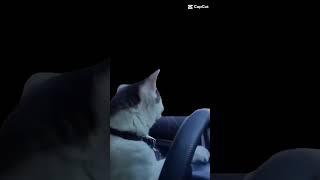 the cat in the car ? meme #4