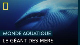 La baleine bleue, la plus grande habitante des océans