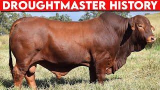 ⭕ Cattle Breeds Droughtmaster History  Droughtmaster Cattle  // Bulls