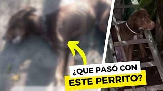 ¿Dejaron M0RIR a este perrito en Ilopango?