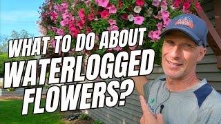 What To Do About WATERLOGGED Flowers?