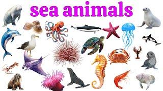 sea animals | Water Animals Vocabulary | Water Animals Name in English With Pictures