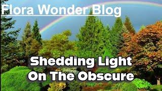 Shedding Light On The Obscure | Flora Wonder Blog