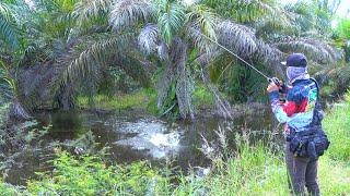 JANGAN PERNAH SEPELEKAN SPOT² PINGGIR JALAN || GANAS NYA SAMBARAN IKAN GABUS DI SPOT² DANGKAL