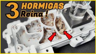 MILLONES DE HORMIGAS  no clickbait