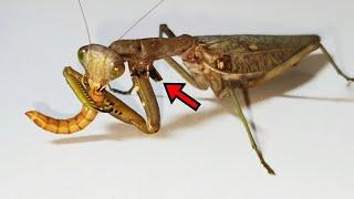 I adopted a rare mantis with a amputated foreleg. Meeting a New Friend.