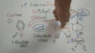 Endocrine Introduction Part 1 (Endocrine Physiology) Dr Mohamed Fayez