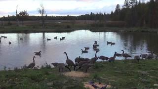 Canada Geese Landing In the MaGoon... Live Stream October 16, 2018