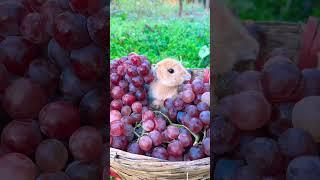 This basket of grapes is enough for the rabbit to eat for a year. Cute pet debut plan. Rabbit. R