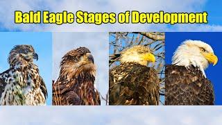 Bald Eagle Development