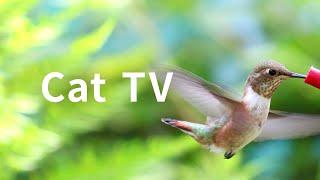 Cat TV 2020: 5 Hours Hummingbirds. Beautiful Birds for Cats to Watch. Nature Sounds