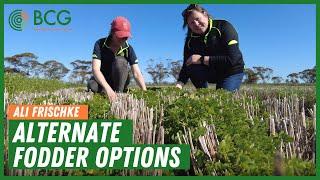 Alternate fodder options with Birchip Cropping Group's Ali Frischke.