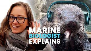 Why Did a Sea Otter Take a Hearing Test? Marine Biology EXPLAINED