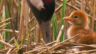 Sweet Baby Crane / The Life of Birds / Crane Chick / Nature Documentary