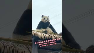 Giant pandas eating bamboo on the roof are warm and cozy #padas