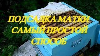 Подсадка матки в семью простой и понятный способ