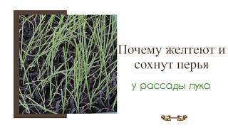 Желтеет рассада лука - когда можно не беспокоиться, а когда бить тревогу и принимать меры