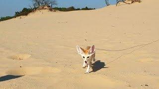 Long Leash Desert Walk with our Fennec Fox