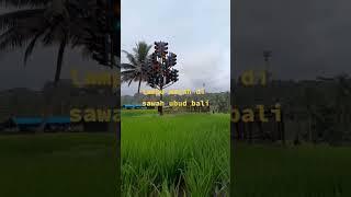 VIRAL!! Lampu Merah di Sawah Ubud Bali #viral #video #unik #ubud #bali