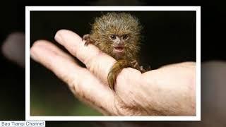 Top 10 Smallest Animals In The World [ Daily Pics ]