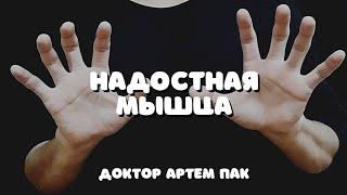 Надостная мышца.Анатомия