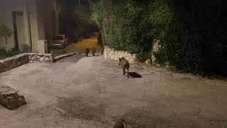 Boars on Moshav Neve Ilan