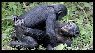 Chimpanzees meeting deep with gorrillas in Congo Jungle Forest Africa