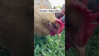 How Much Grass Do Chickens Eat? #chicken #shortsvideo