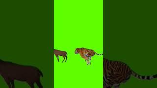 #shorts #shortsvideo #shortsyoutube #greenscreen #greenscreenanimals #greenscreenanimals #animals #