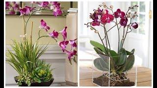 КАКОЕ ОКНО ВЫБРАТЬ ДЛЯ ОРХИДЕИ ? ОСВЕЩЕНИЕ ОРХИДЕИ  #phalenopsis #orchids #ОРХИДЕЯ #oldenburgru#34