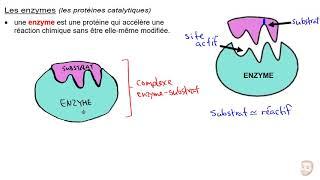 Les protéines et les enzymes