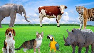 Interesting Animal Sounds - Elephants, Tigers, Cows, Parrots, Rhinos, Dogs, Cats - Funny Animals