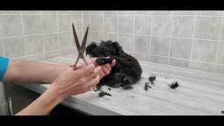 Morkie(Maltese/Yorkshire Terrier) Puppy 1st groom, 3/4 blade & scissors, dog grooming, no restraints