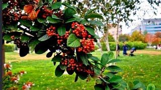 Cotoneaster Lacteus