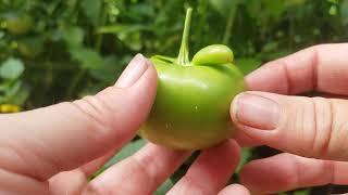 When is a Tomatillo Ripe? 2 ways to check