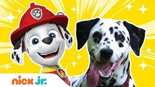 What Kind of Dogs & Birds Are The PAW Patrol & Top Wing Characters? | Nick Jr.