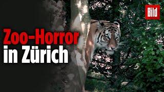 Züricher Zoo: Tierpflegerin von Tiger zerfleischt